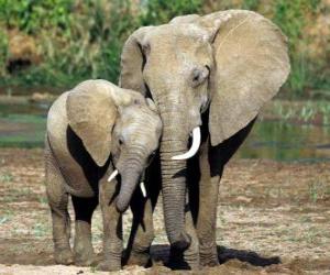 Puzzle Μαμά ελέγχει το μικρό ελέφαντα με τη βοήθεια του κορμού της